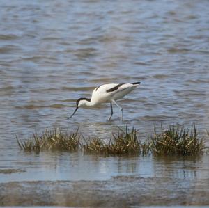 Pied Avocet