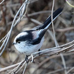 Long-tailed Tit