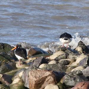 Eurasian Oystercatcher