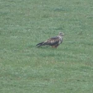 Common Buzzard