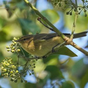 Willow Warbler