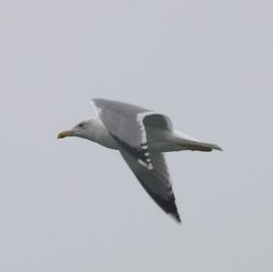 Yellow-legged Gull