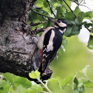 Great Spotted Woodpecker