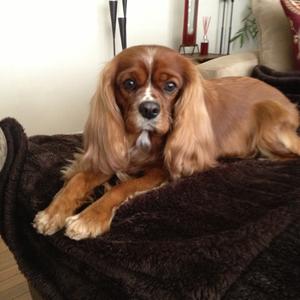 Cavalier King Charles Spaniel