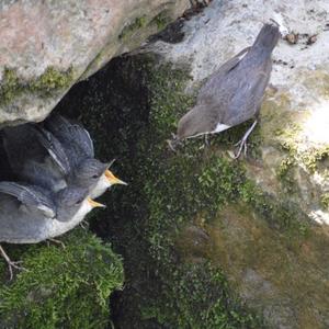 White-throated Dipper