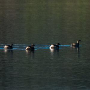 Little Grebe