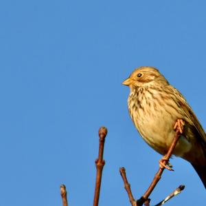 Corn Bunting