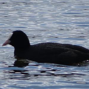 Common Coot