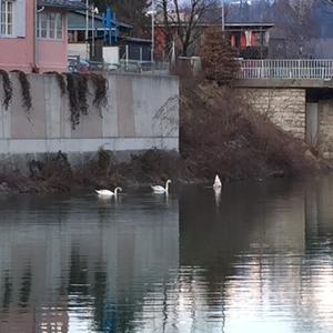 Mute Swan