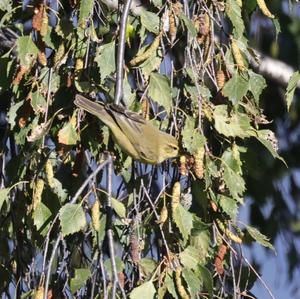 Wood Warbler