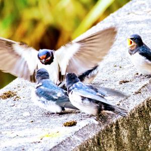 Barn Swallow