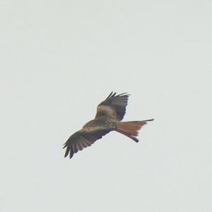 Red Kite