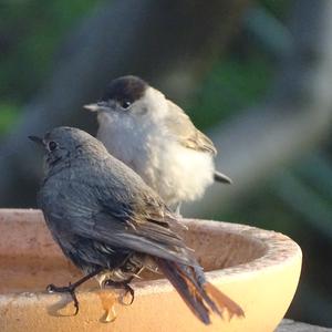 Black Redstart