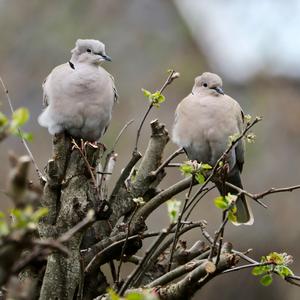 Eurasian Collared-dove