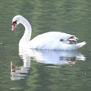 Höckerschwan