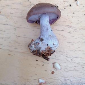 Wood Blewit