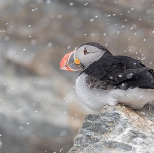 Atlantic Puffin