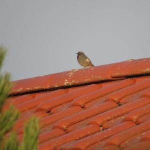 Black Redstart