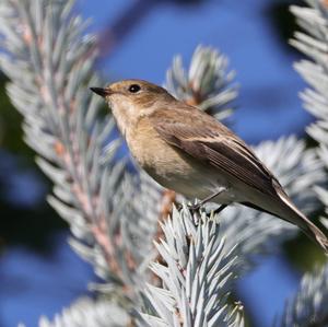 European Pied Flycatcher