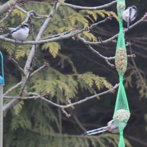 Long-tailed Tit