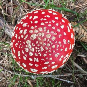 Fly Agaric