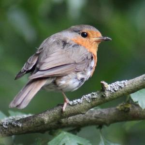 European Robin