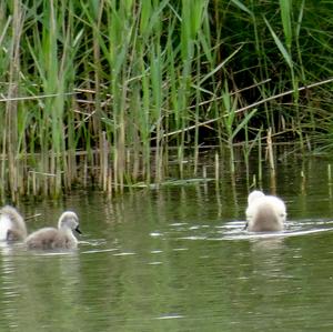 Höckerschwan