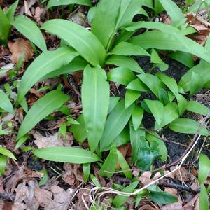 Garlic (Wild)