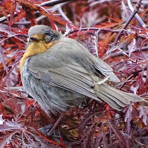 European Robin