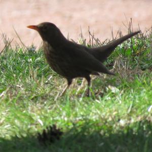 Eurasian Blackbird