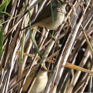 Eurasian Reed-warbler