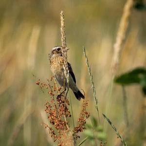 Whinchat