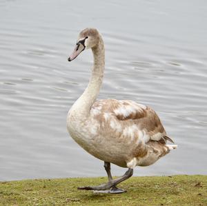 Mute Swan