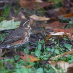 Redwing