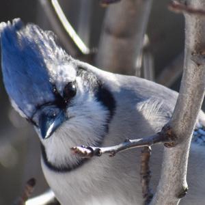 Blue Jay