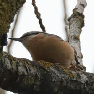 Wood Nuthatch