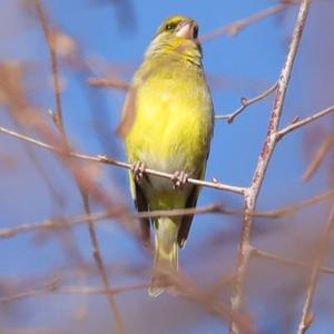 European Greenfinch