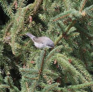 Lesser Whitethroat