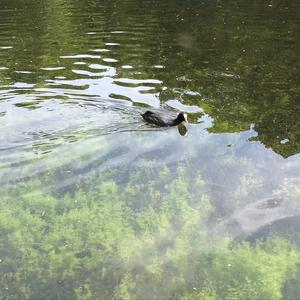 Common Coot