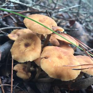 Honey Fungus