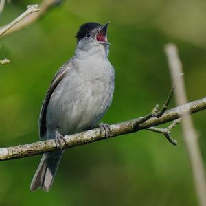 Blackcap