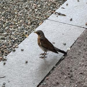 Fieldfare