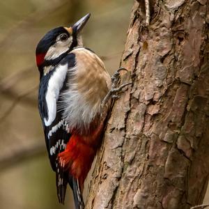 Great Spotted Woodpecker