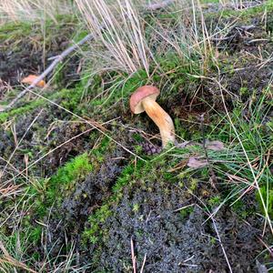 Bay Bolete