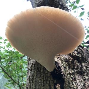 Black-footed Polypore