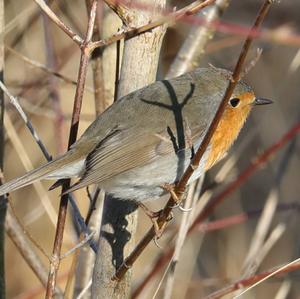 European Robin