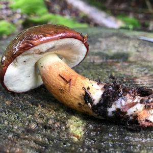 Bay Bolete