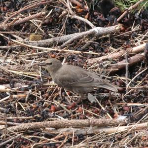 Common Starling