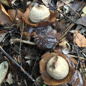 Collared Earthstar