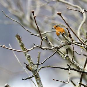 European Robin